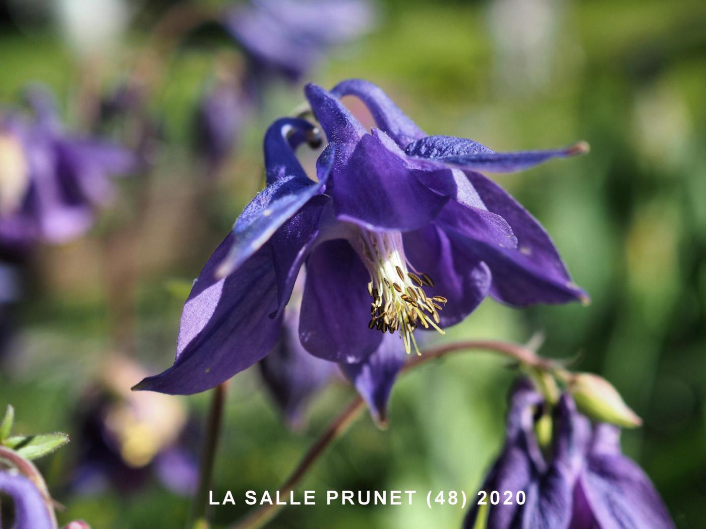 Columbine flower